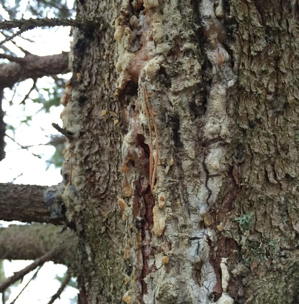 Pihkaa kuusen rungolla