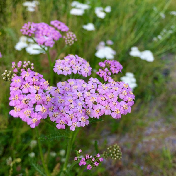Vaaleanpunainen siankärsämö