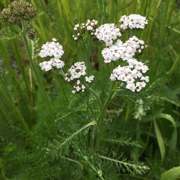 Valkoinen siankärsämö