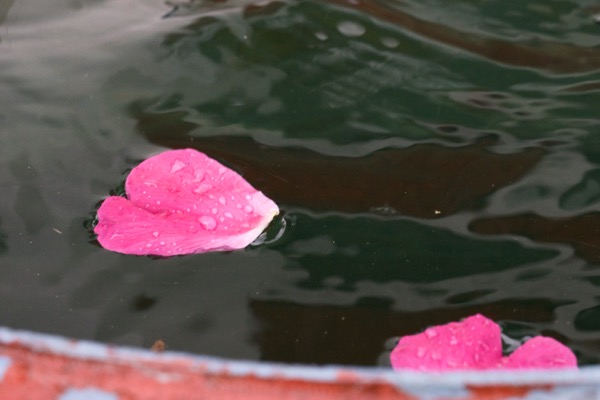 Ruusun terälehtiä. Kuva: Katri Saarela (@kutriart)