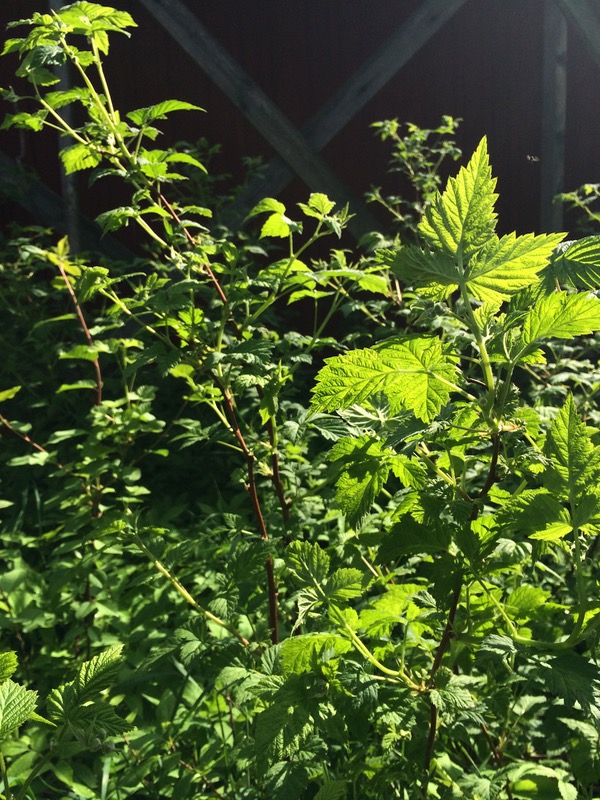 Vadelmapensas. Kuva: Maria Korpi-Anttila