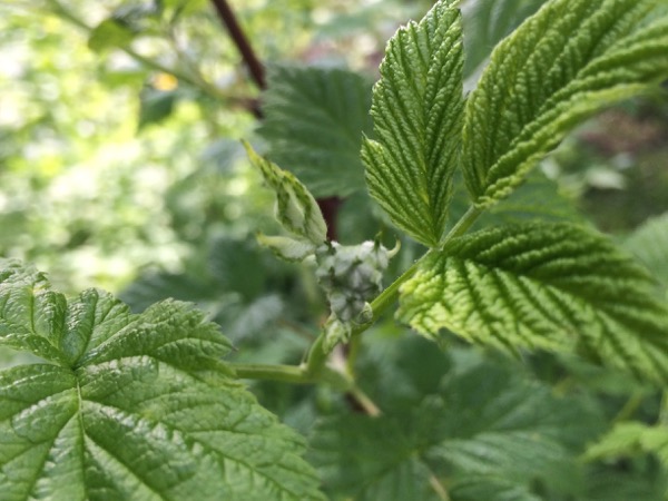 Vadelman lehti ja nuppu. Kuva: Maria Korpi-Anttila