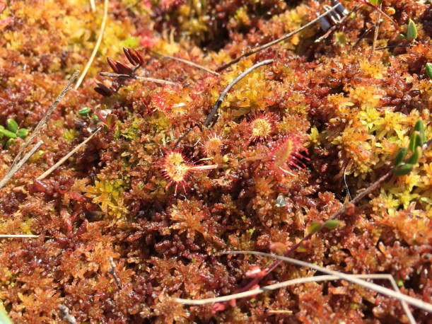 Pyöreälehtikihokki