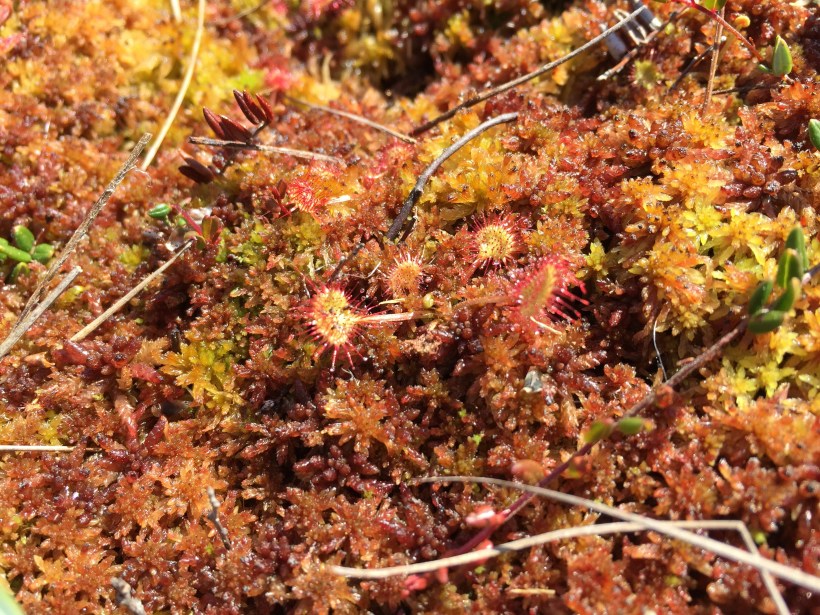 Pyöreälehtikihokki