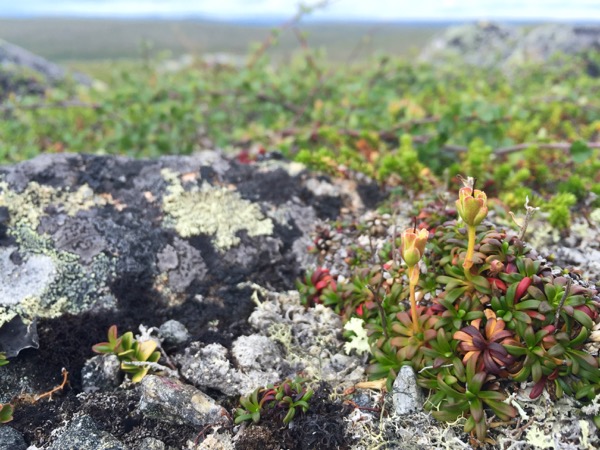 Kukkinut uuvana Utjoen retkeilyreitillä.