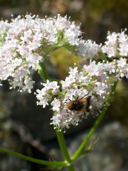 Kuva: Maria Korpi-Anttila