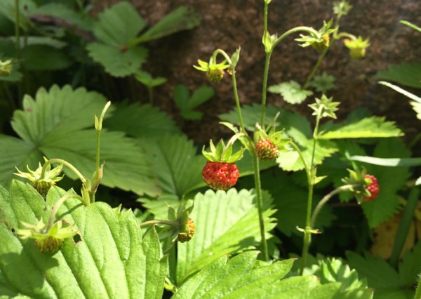 Aho- eli metsämansikka.