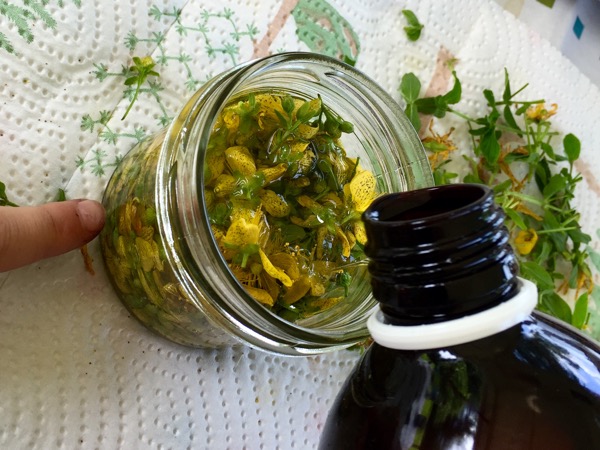 Mäkikuismaöljyn valmistus.