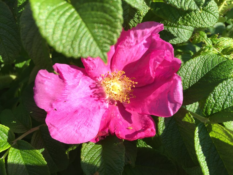 Kurtturuusu tuoksuu voimakkaasti.