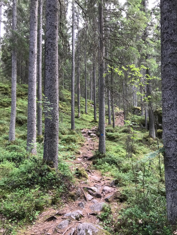 Isojärven reitti. Kuva: Kaisa Vermasheinä, Juuret maassa