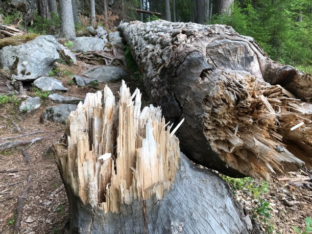 Kuva: Kaisa Vermasheinä, Juuret maassa